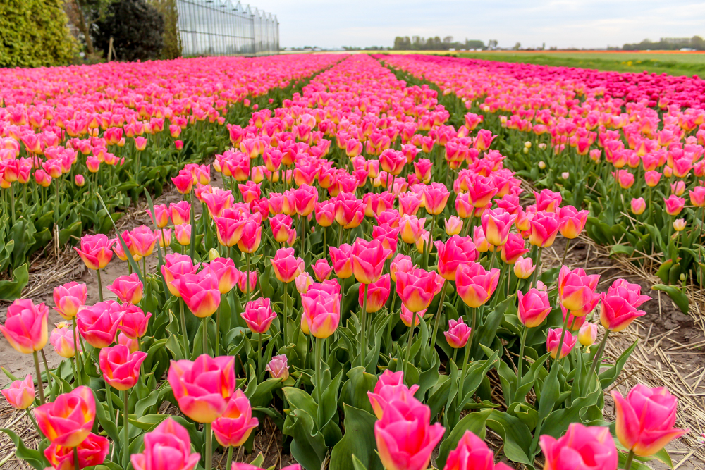 Tulip field in the Netherlands