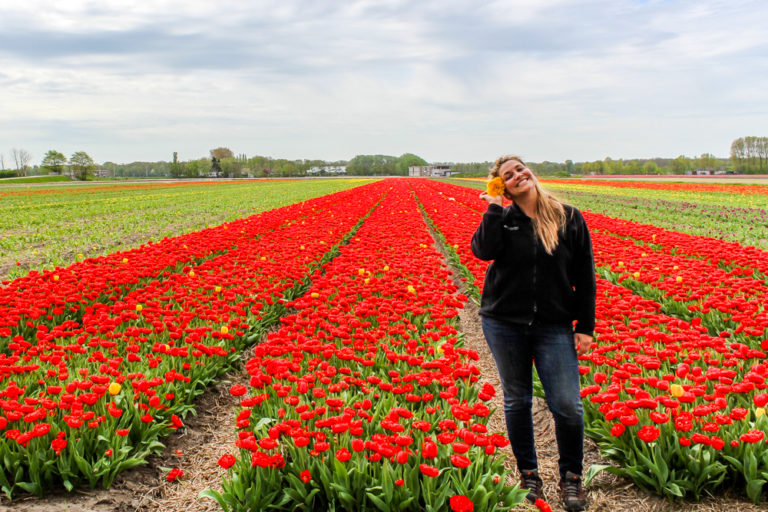 Tulip Festival Netherlands and Springtime Magic Snap Travel Magic