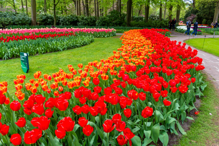 Tulip Festival Netherlands and Springtime Magic - Snap Travel Magic